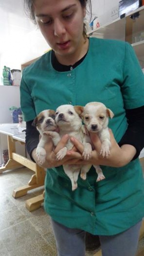 ტოი ტერიერ უსახელოები