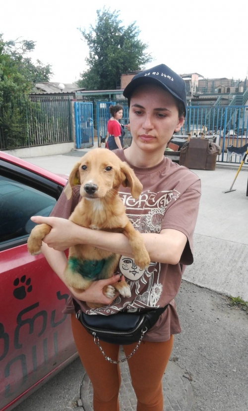 მეტისი აფრიკა ჭიჭინაძე 1