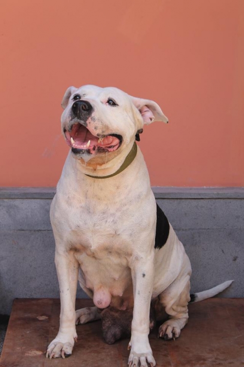 პიტი შერი