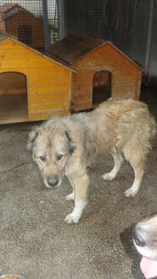 ქართული ქოფაკი ბუბუ