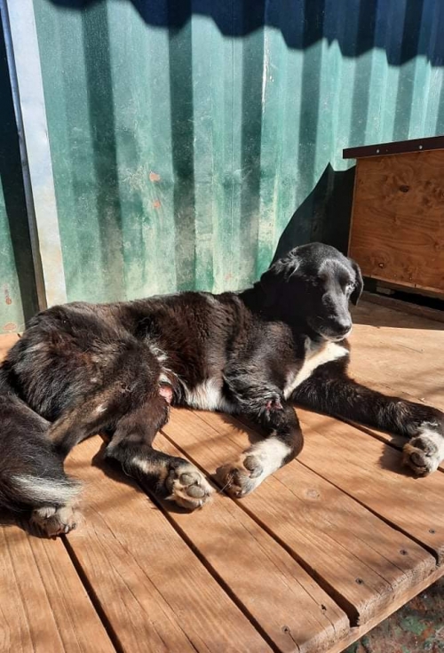 მეტისი ვარკეთილი