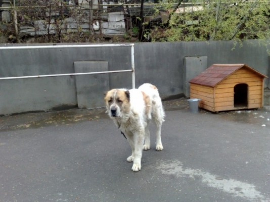 * გარდაცვლილები ლომა