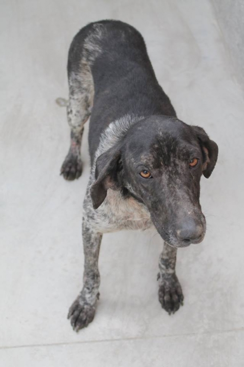 კურცხაარი ლედი