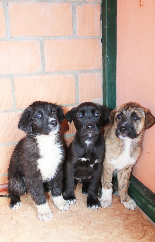 ქართული ქოფაკი უსახელო