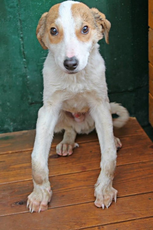 მეტისი უსახელო