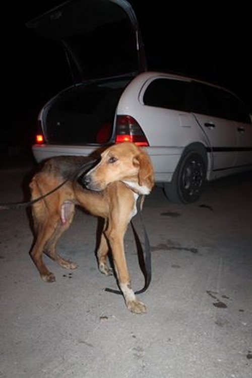 მეტისი უსახელო