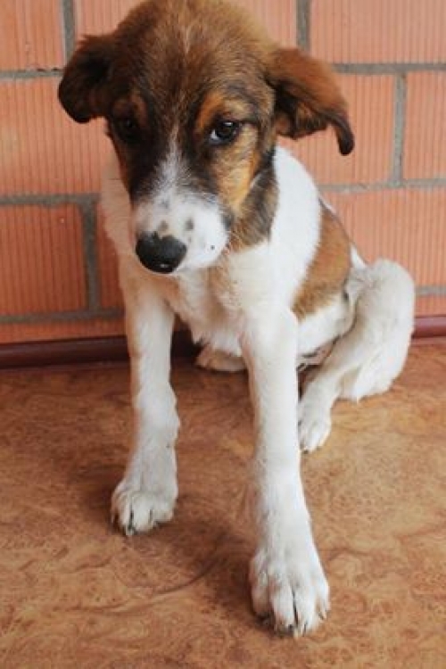 მეტისი უსახელო