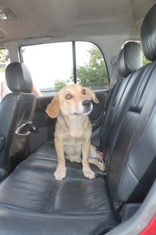 მეტისი უსახელო