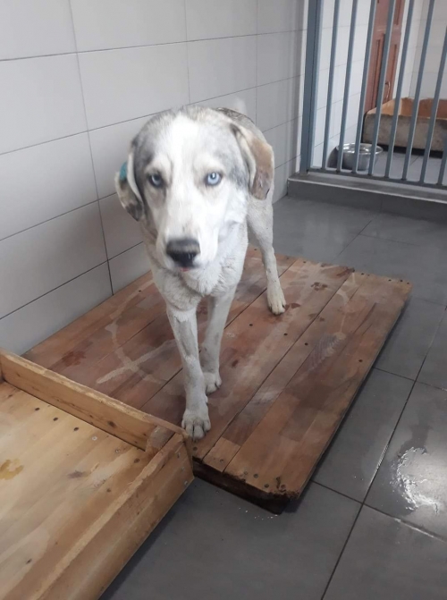 მეტისი გამრეკელის ქუჩა