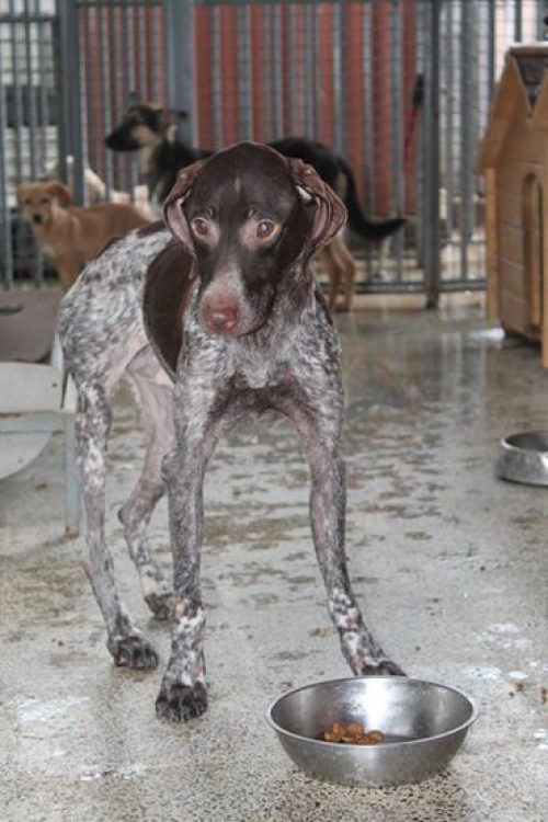 კურცხაარი უსახელო