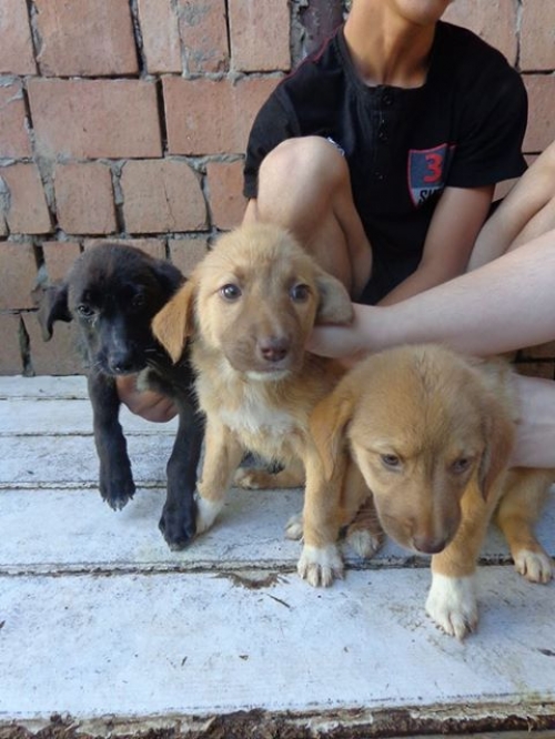 მეტისი უსახელო