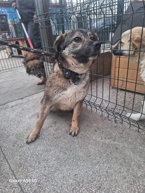 მეტისი გადმოყვანილია მუნიციპალური თავშესაფრიდან