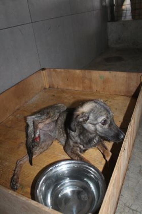 მეტისი უსახელო