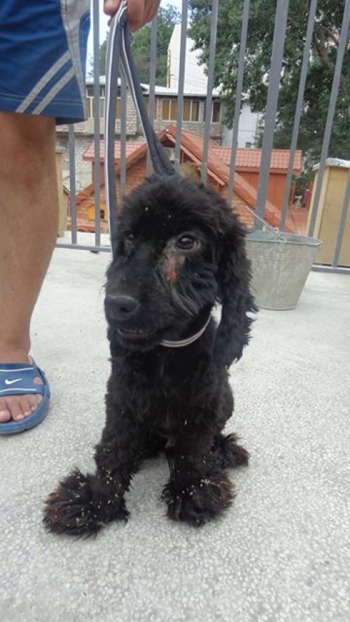 ბალონკა უსახელო