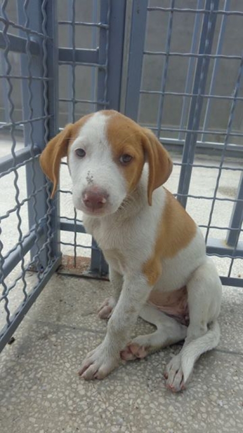 მეტისი უსახელო