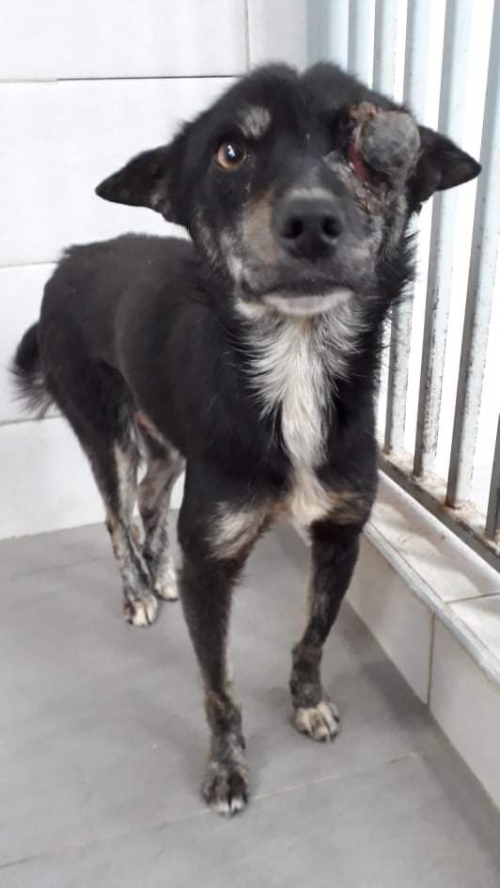 მეტისი უსახელო