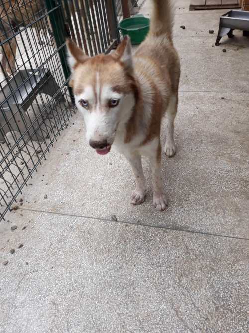 ლაიკა მაქსი