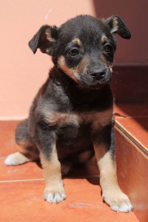 მეტისი უსახელო