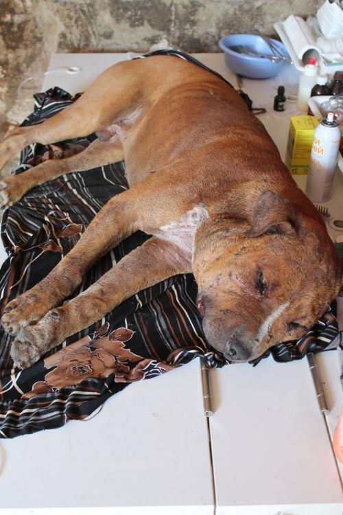 პიტი ჩარლი