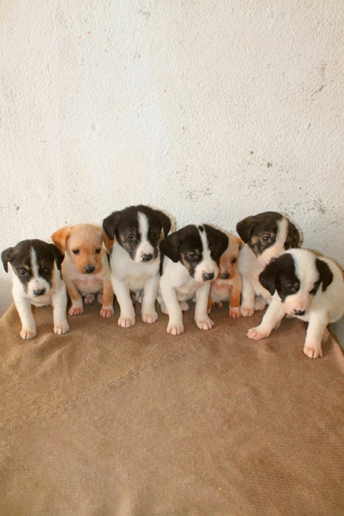 მეტისის ლეკვები უსახელო