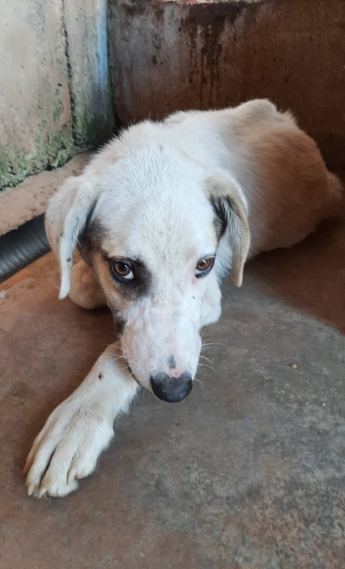 მეტისი წყნეთის გზადკეცილი