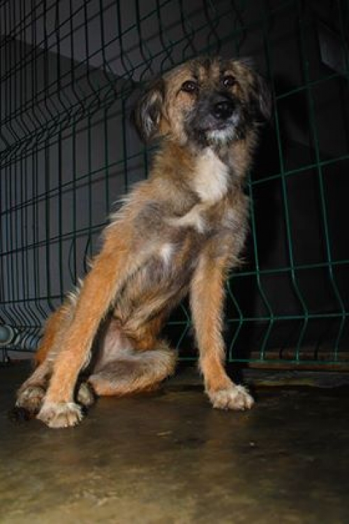 მეტისი უსახელო