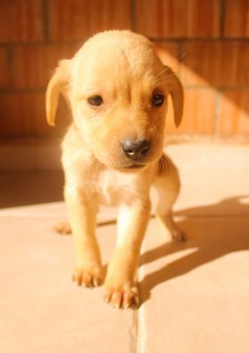 მეტისი უსახელო