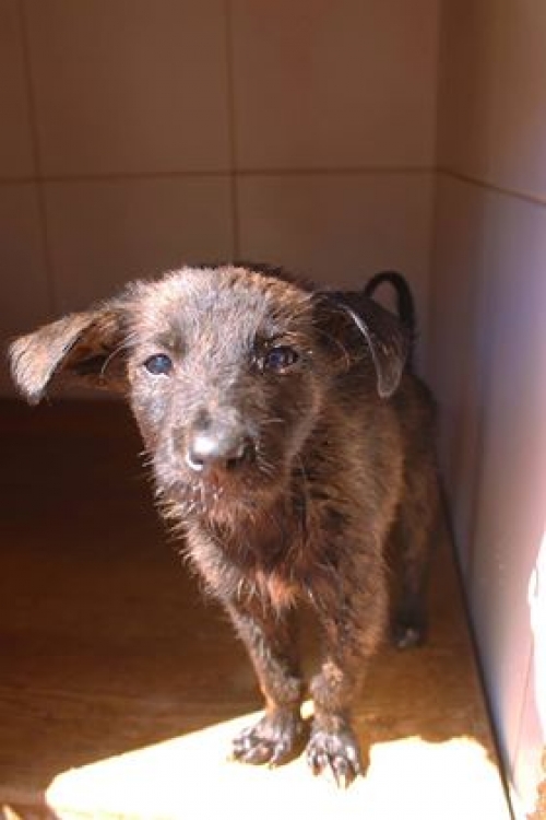 მეტისი უსახელო