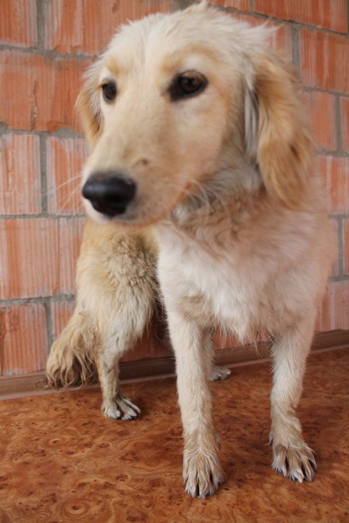 კოკერსპანელის მეტისი უსახელო