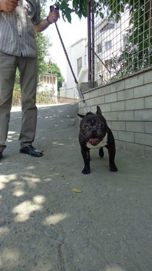 ფრანგული ბულდოგი დავი