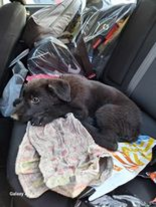 მეტისი ავჭალა