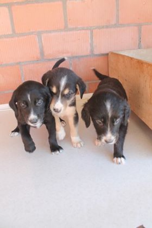 მეტისის ლეკვები უსახელო