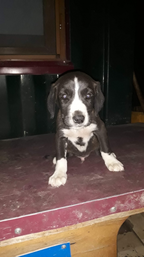 მეტისი უსახელო