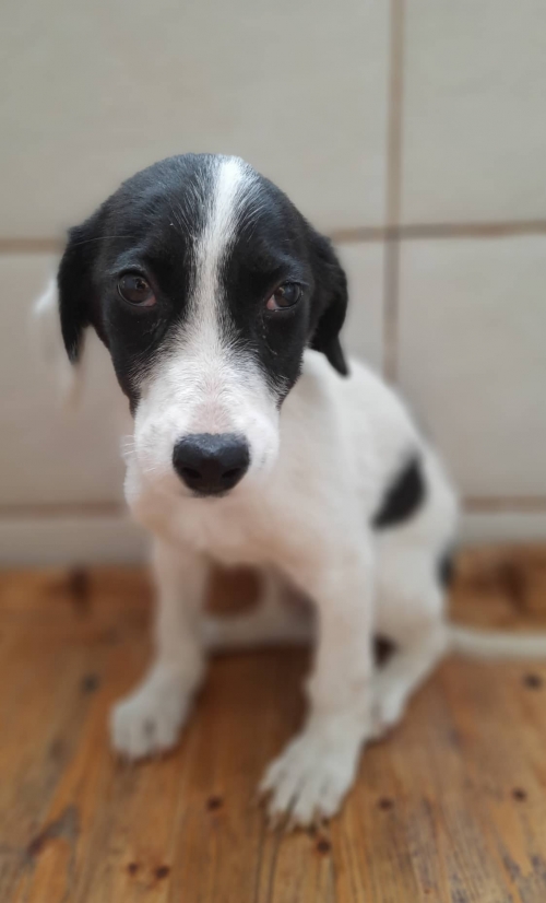 მეტისი დიდი დიღომი