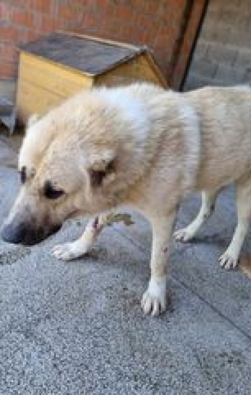 ქართული ნაგაზი გადმოყვანილია მუნიციპალური თავშესაფრიდან