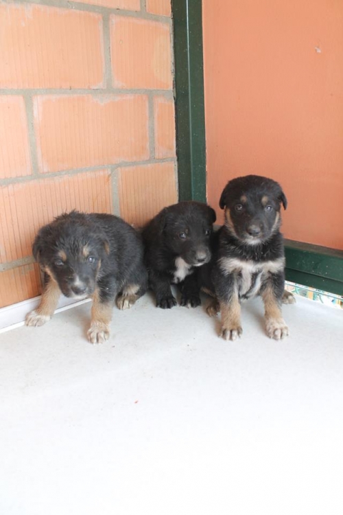 გერმანული ნაგაზის მეტისი უსახელო