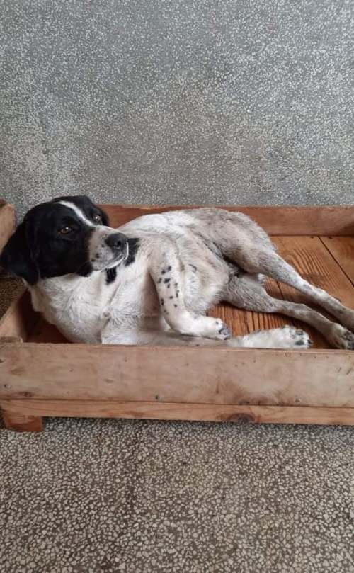 მეტისი წეროვანი