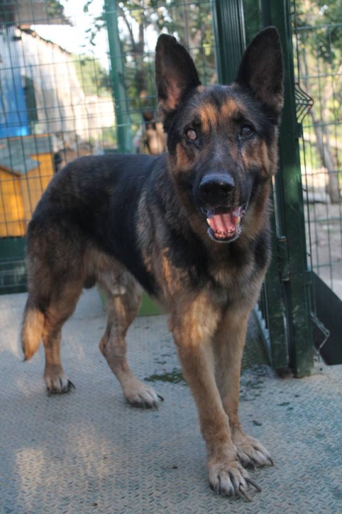 გერმანული ნაგაზი მაიკი