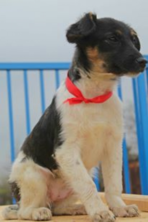 მეტისი უსახელო