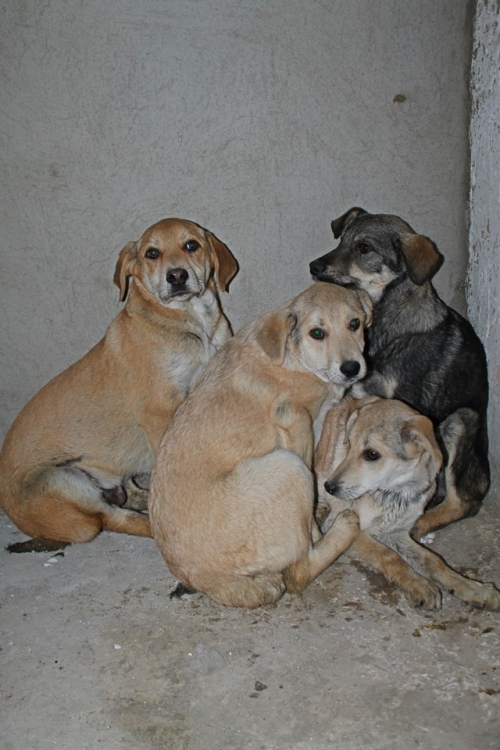 მეტისის ლეკვები უსახელო