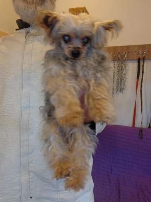 იორკშირ ტერიერი უსახელო