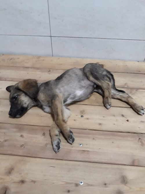 მეტისი უსახელო