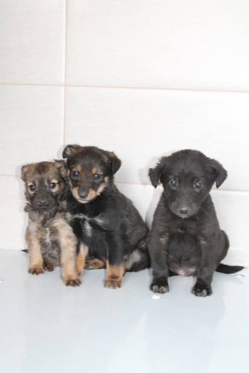 მეტისის ლეკვები უსახელო