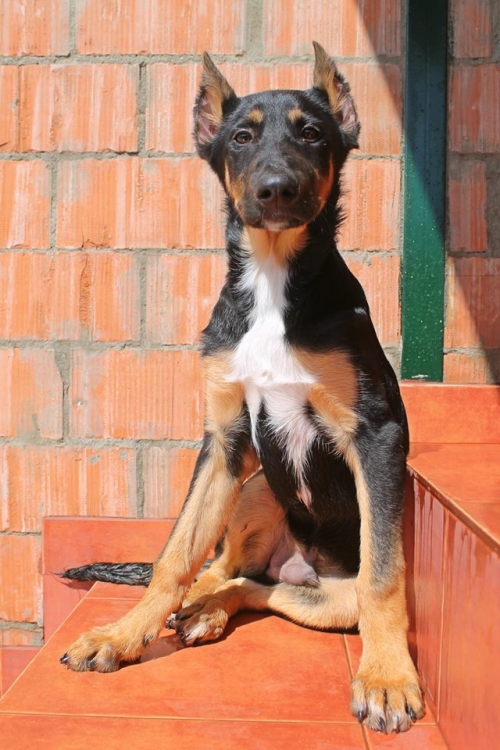 გერმანული ნაგაზის მეტისი თიმა