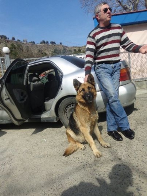 გერმანული ნაგაზი უსახელო