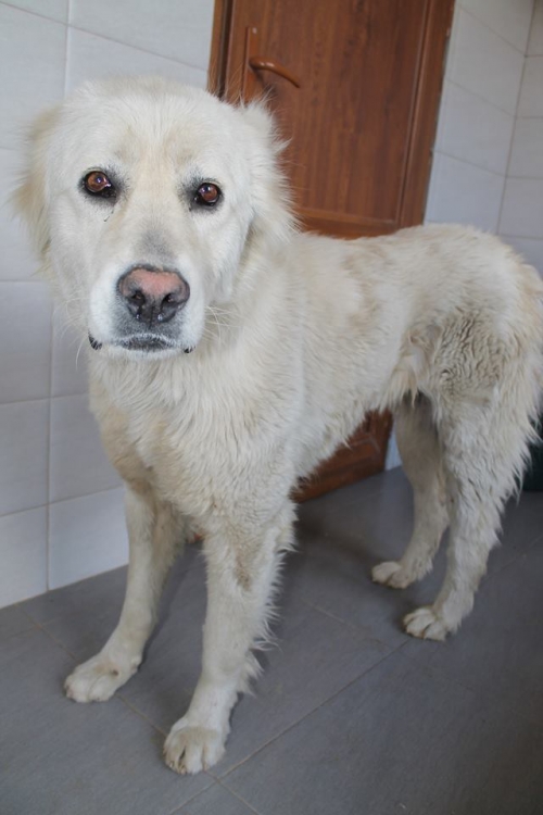 ქართული ნაგაზი უსახელო