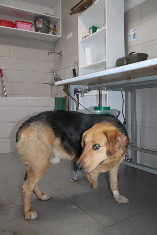 მეტისი უსახელო