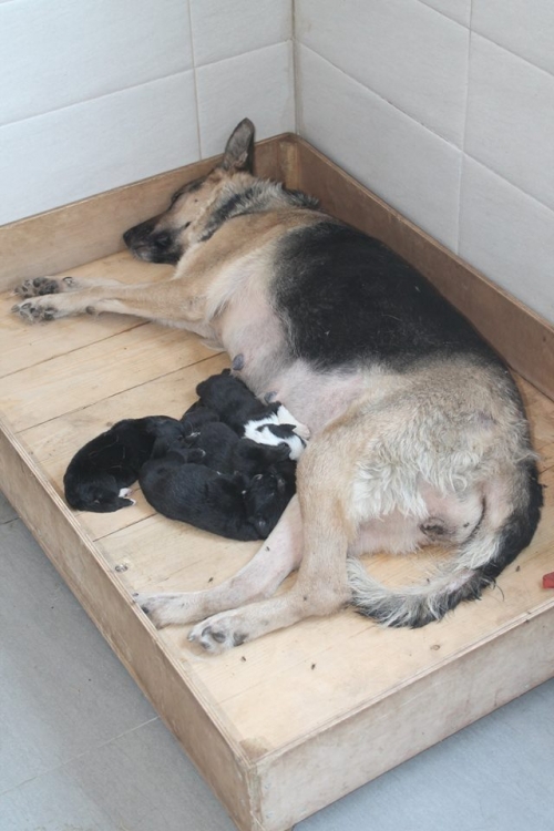 გერმანული ნაგაზი ლანა