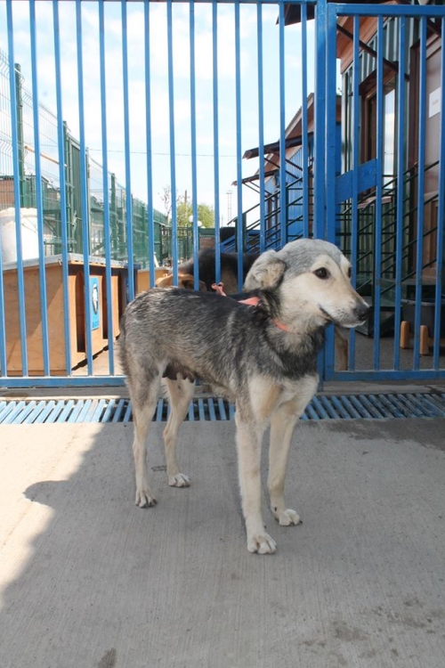 მეტისი ტუზიჩიხა