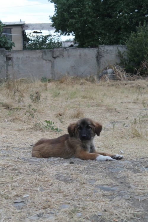 ქართული ქოფაკი უსახელო